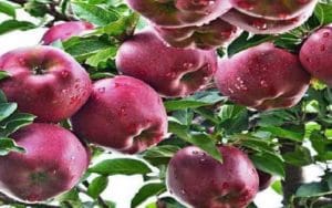 APPLE-SHIMLA.jpg