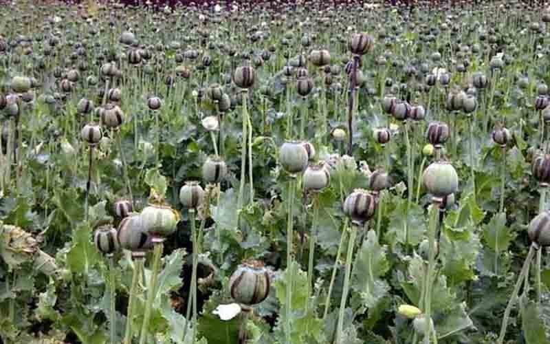 श्री रेणुका जी पुलिस ने अफीम के 153 पौधे किए बरामद, मामला दर्ज