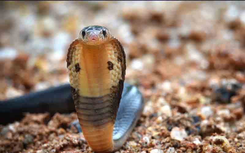 32 वर्षीय महिला को सांप ने काटा, अस्पताल में भर्ती