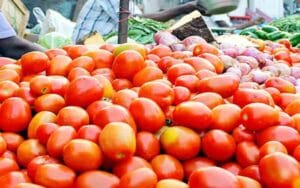 TOMATO-SOLAN.jpg