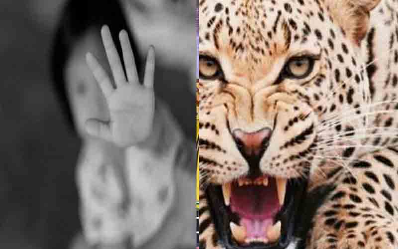 तेंदुए ने 10 वर्षीय बच्ची को बनाया शिकार, जंगल से बरामद हुआ क्षत-विक्षत शव