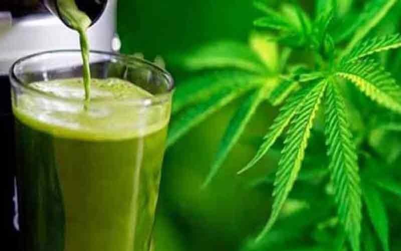 भांग की वैध व वैज्ञानिक खेती पर अध्ययन को गठित विशेष समिति आज धर्मशाला दौरे पर