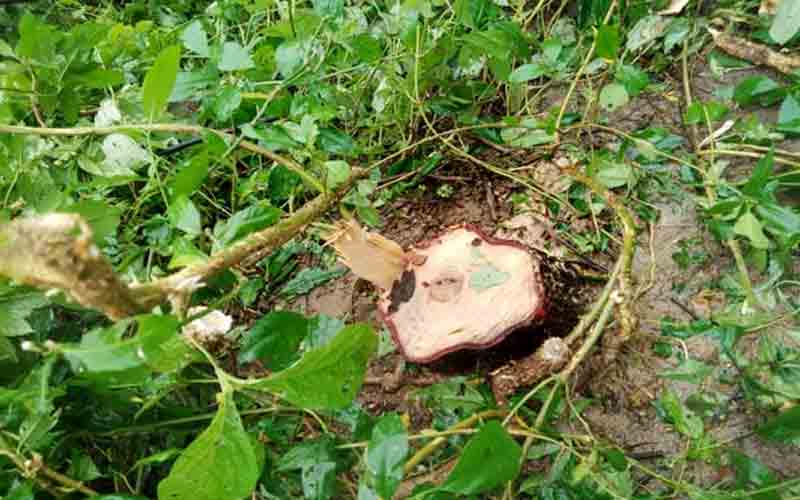 चंदन तस्कर गिरोह सक्रिय, पांच पेड़ों पर फिर चली कुल्हाड़ी