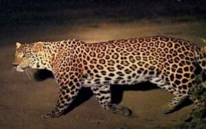 Leopard-attacked-16-year-ol.jpg