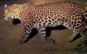 Leopards-second-attack-in.jpg