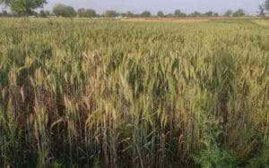 Wheat-crop-started-drying-u.jpg