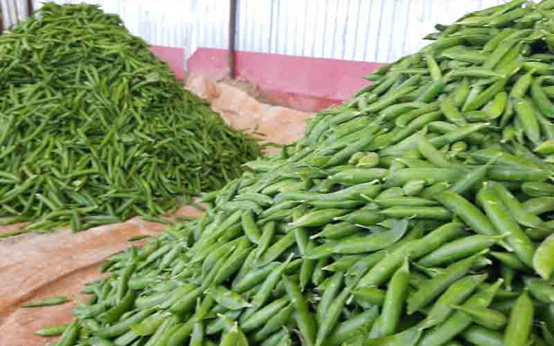 मटर के अच्छे दाम मिलने से किसानों के खिले चेहरे, इतने रुपए किलो बिका…