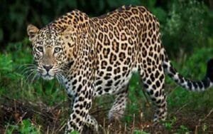 People-scared-of-leopard-te.jpg