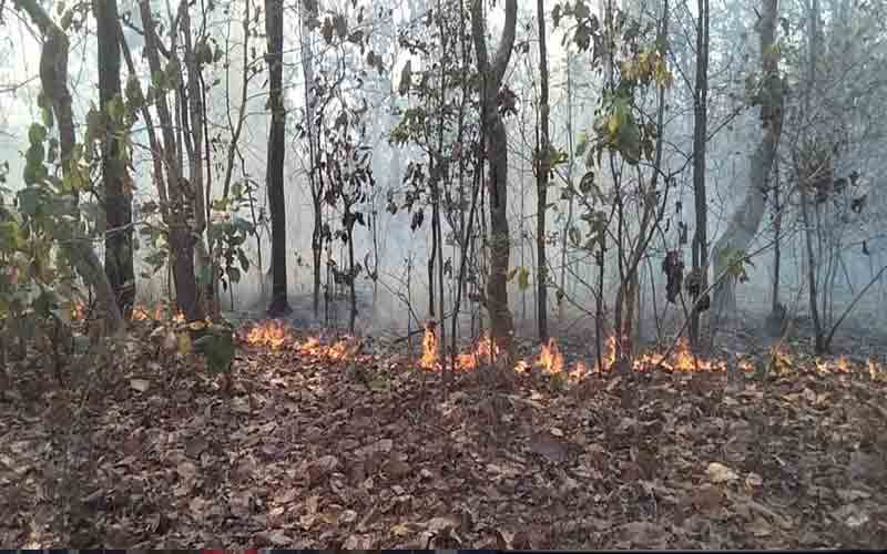 आग से दहक रहे शरोट के जंगल, वन संपदा को भारी नुक्सान