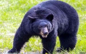 Bear-injured-a-four-year-ol.jpg