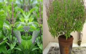 Tulsi