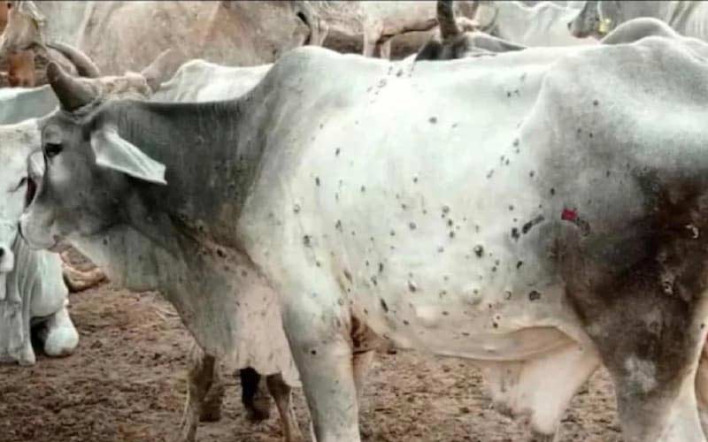जिले में लंपी रोग से अब तक 1625 पशुओं की मौत, बॉर्डर एरिया में पशुओं की होगी….