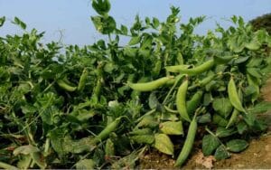 शिमला में स्थानीय मटर की आमद, दाम 160 रुपए प्रतिकिलो