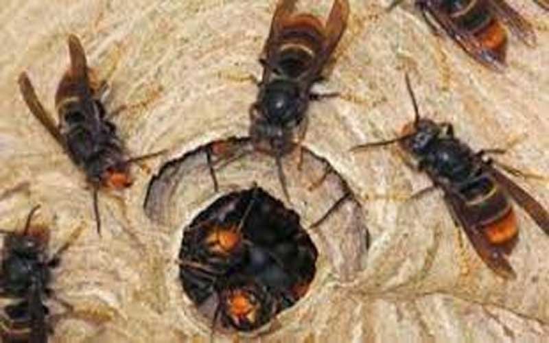 खेतों में काम कर रहे किसानों पर रंगडों ने बोला हमला, ससुर-बहू…