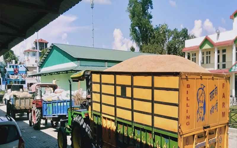 सिरमौर में एफसीआई ने अब तक खरीदा इतने क्विंटल धान