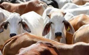 Supreme Court dismisses the petition declaring cow as national animal, fiercely reprimanded