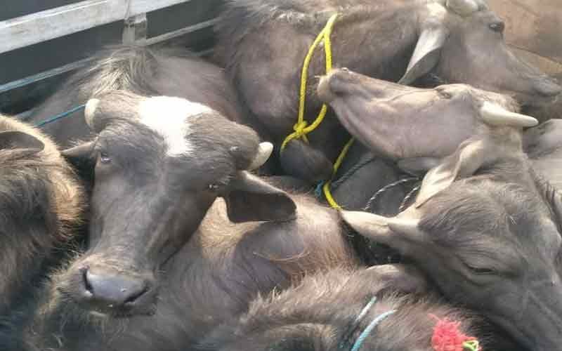 कैंटर में ठूंस-ठूंसकर भरे थे 39 मवेशी, पुलिस ने चालक के खिलाफ केस किया दर्ज