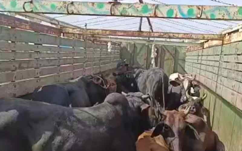 पशुपालन विभाग ने पकड़ी मवेशियों से भरी जीप, मामला दर्ज