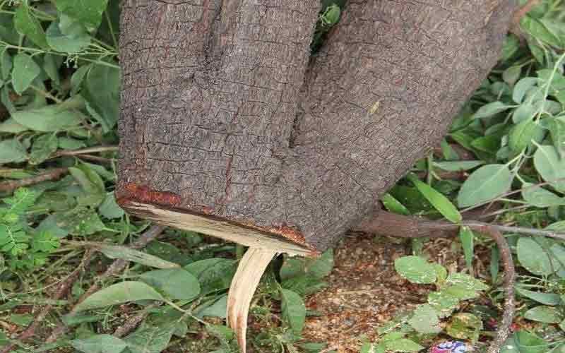 Ax on sandalwood trees, cut on other adjacent trees as well