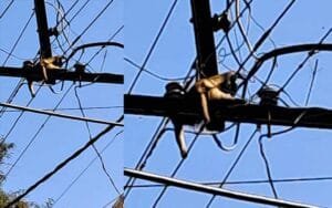 Dead-monkey-hanging-on-elec.jpg