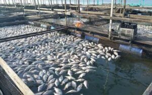Fish production activities are being promoted in eight districts of the state