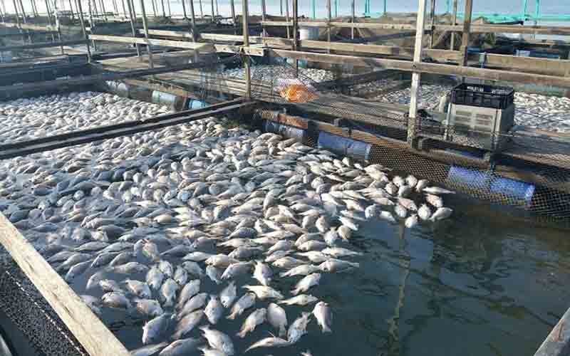 Fish production activities are being promoted in eight districts of the state