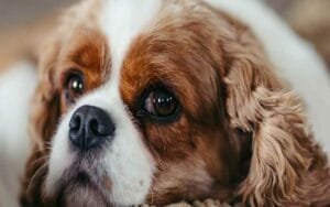 Humanity put to shame in Paonta: Speechless Candy was beaten to death