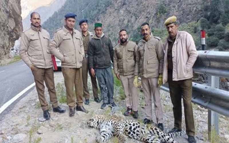 सड़क किनारे मृत अवस्था में मिला तेंदुआ, पुलिस ने वन विभाग को सौंपा