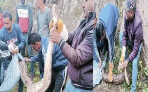 Nine-feet-long-python-found.jpg