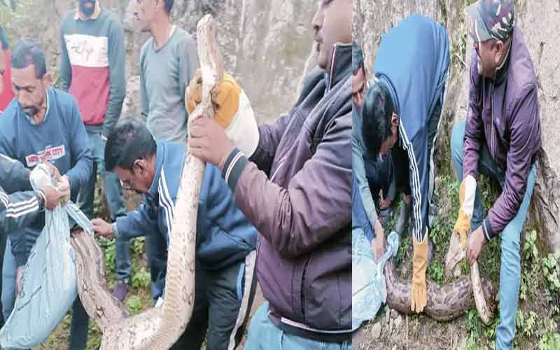 Nine-feet-long-python-found.jpg
