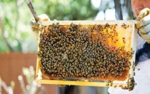 Start-beekeeping-by-taking-.jpg