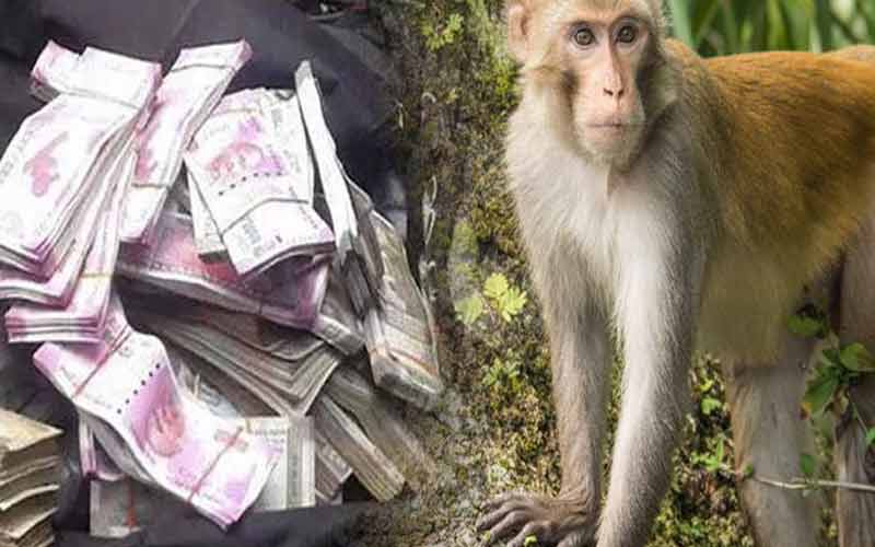 बंदरो का आतंक: व्यक्ति के हाथों से छीना पैसों से भरा बैग, फाड़कर फेंके