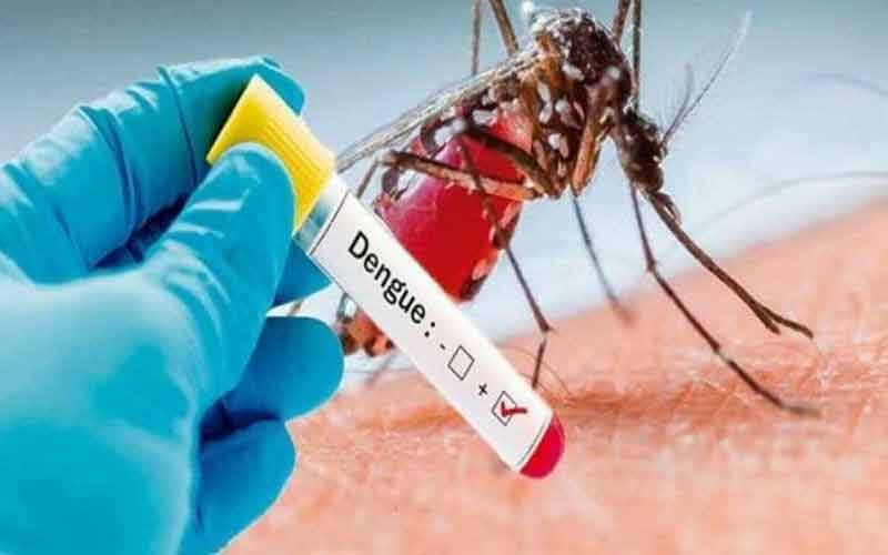 बद्दी व नालागढ़ में डेंगू के नए केस, 1000 के पार पहुंचा आंकड़ा