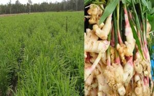 The target of producing so many quintals of ginger this year, related to cash crop...