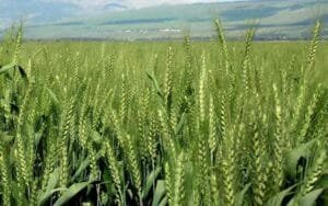 हिमाचल में सूखे की मार : गेहूं की बिजाई अटकी, किसान परेशान