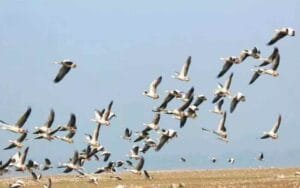 migratory-birds-in-Pong-Lak-1.jpg