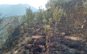 150-apple-trees-burnt-to-as.jpg