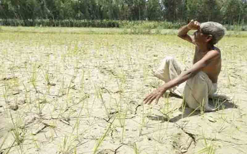 बारिश न होने से गेहूं की 30 प्रतिशत फसल खराब