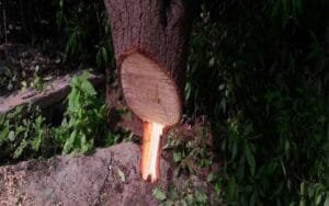 Another-act-of-mischievous-