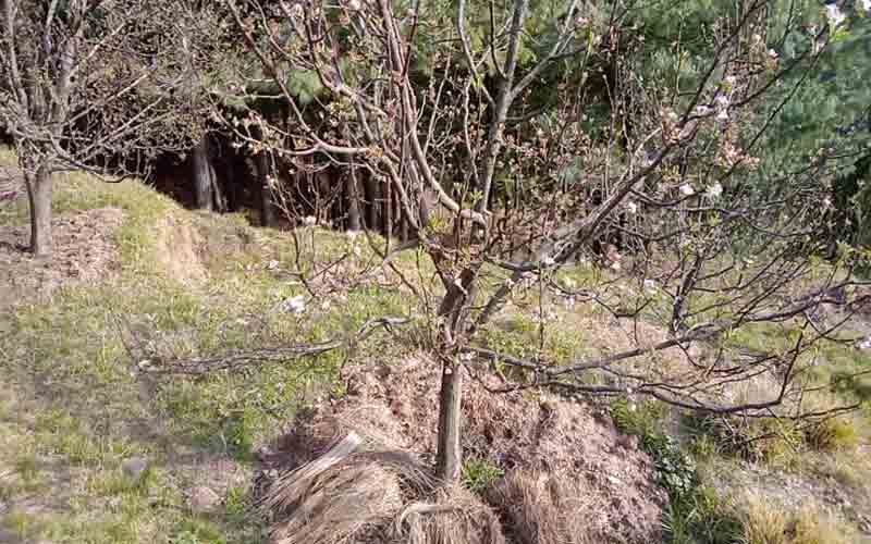 सूखे की चपेट में सेब के बगीचे, बागवानों की बढ़ी चिंता