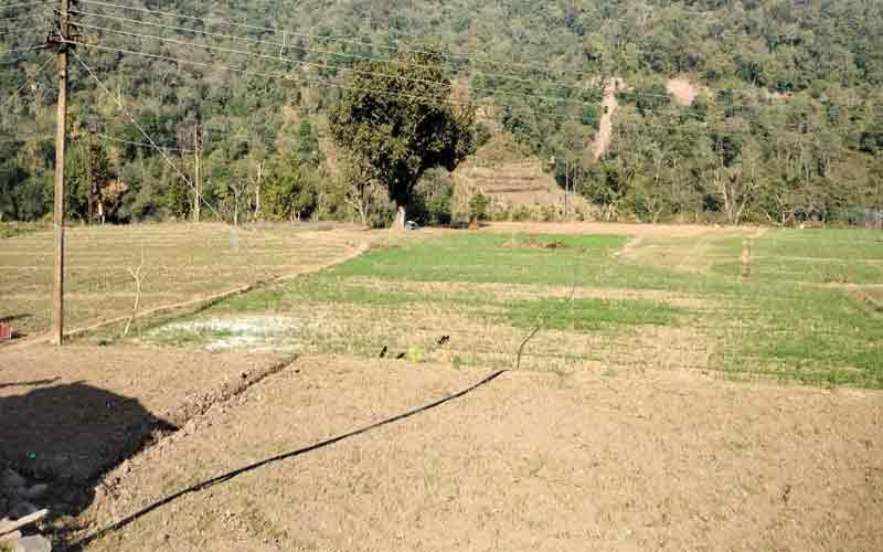 बारिश न होने से फसलों पर छाए संकट के बादल, किसान चिंतित