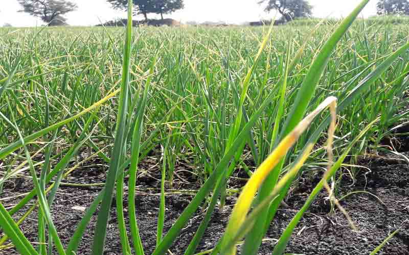 किसानो की फिर बढ़ी मुश्किलें, लहसुन की फसल में लगा सड़न रोग