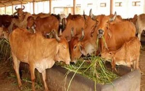 Gau-Abhyaranya-and-Gau-Sada.jpg