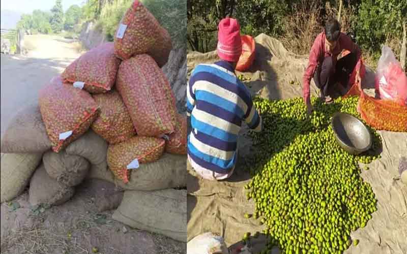 सिरमौर के हरड़ की मांग न मिलने से बिक्री में भारी कमी, पाकिस्तान के बाद अब…