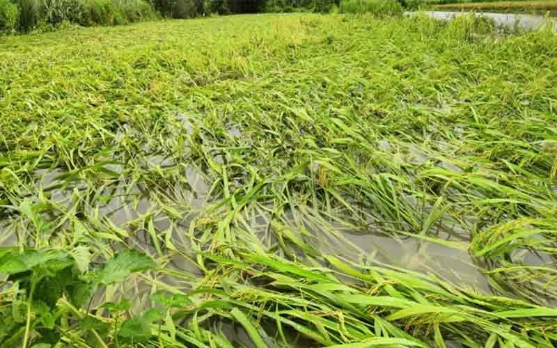 Himachal: Water entered the fields without rain, heavy damage to crops