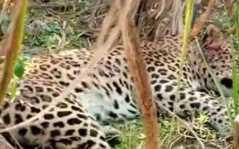 Leopard cub found dead in forest, marks of sharp weapons found on head