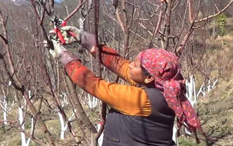 Pruning work started in apple orchards, the gardener said…