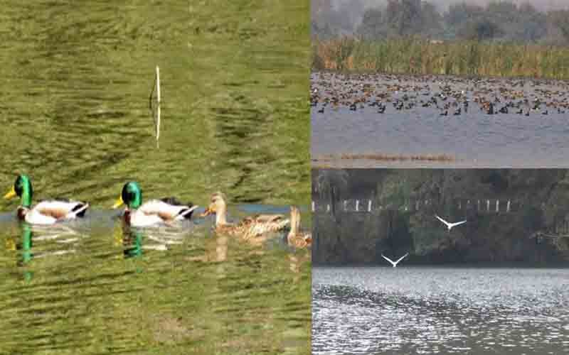 विदेशी परिंदों से गुलजार हुआ रेणुकाजी वेटलैंड, हजारों मील दूरी तय कर पहुंचे..