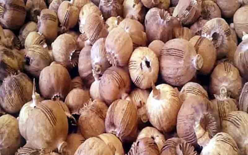 एसआईयू टीम ने पकड़ी 255 ग्राम अफ़ीम, दो गिरफ्तार