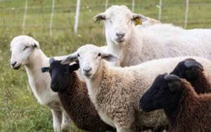 Sheep-thief-gang-active-in-.jpg
